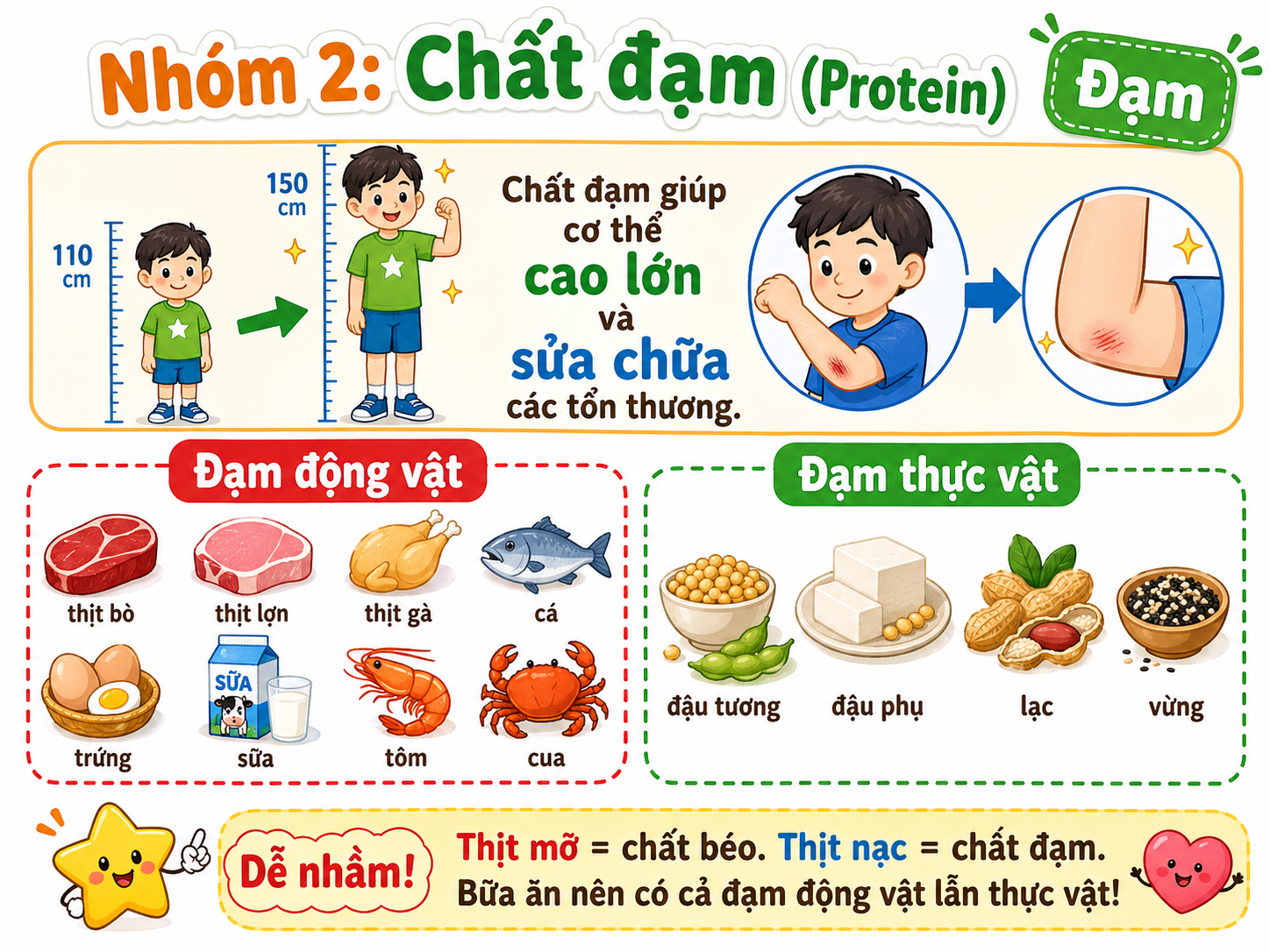 Hình minh họa Nhóm 2: Chất đạm (Protein)