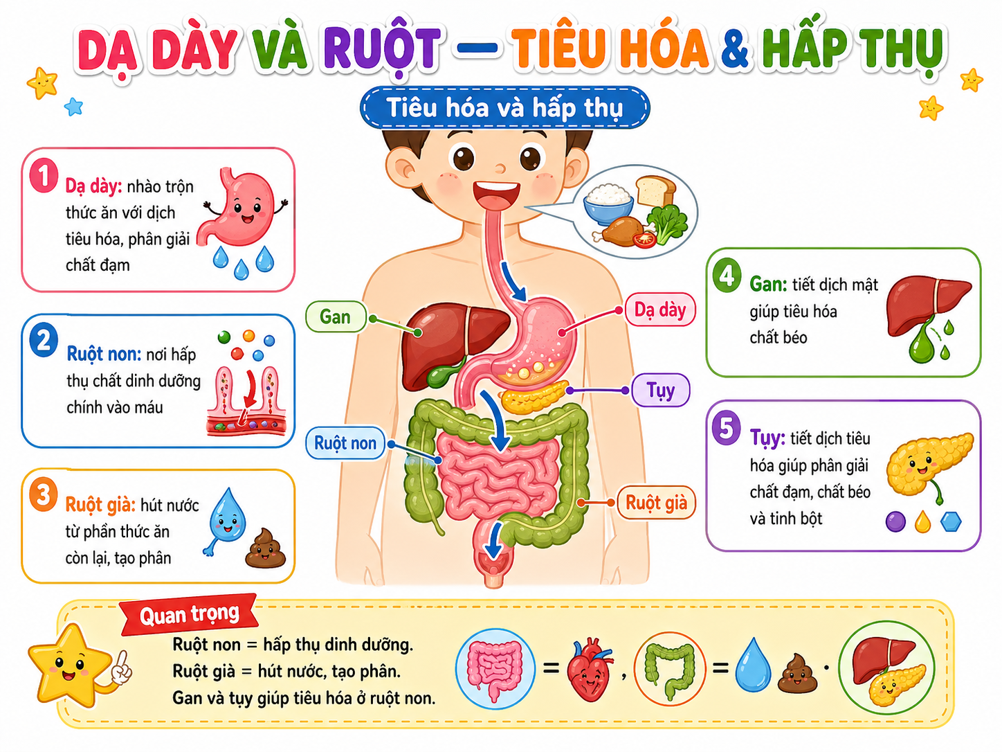 Hình minh họa Dạ dày và ruột — Tiêu hóa & Hấp thụ