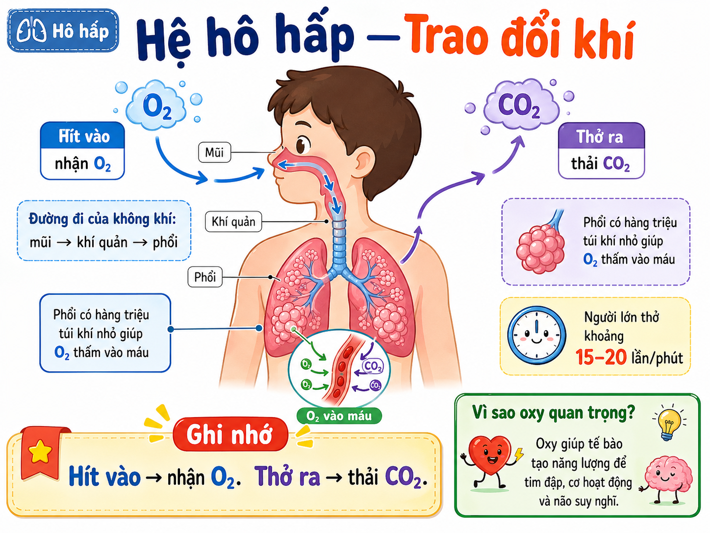 Hình minh họa Hệ hô hấp — Trao đổi khí
