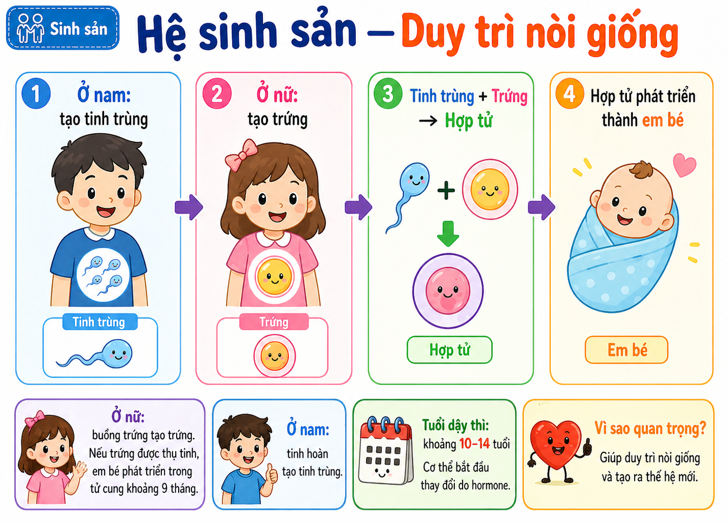 Hình minh họa Hệ sinh sản — Duy trì nòi giống