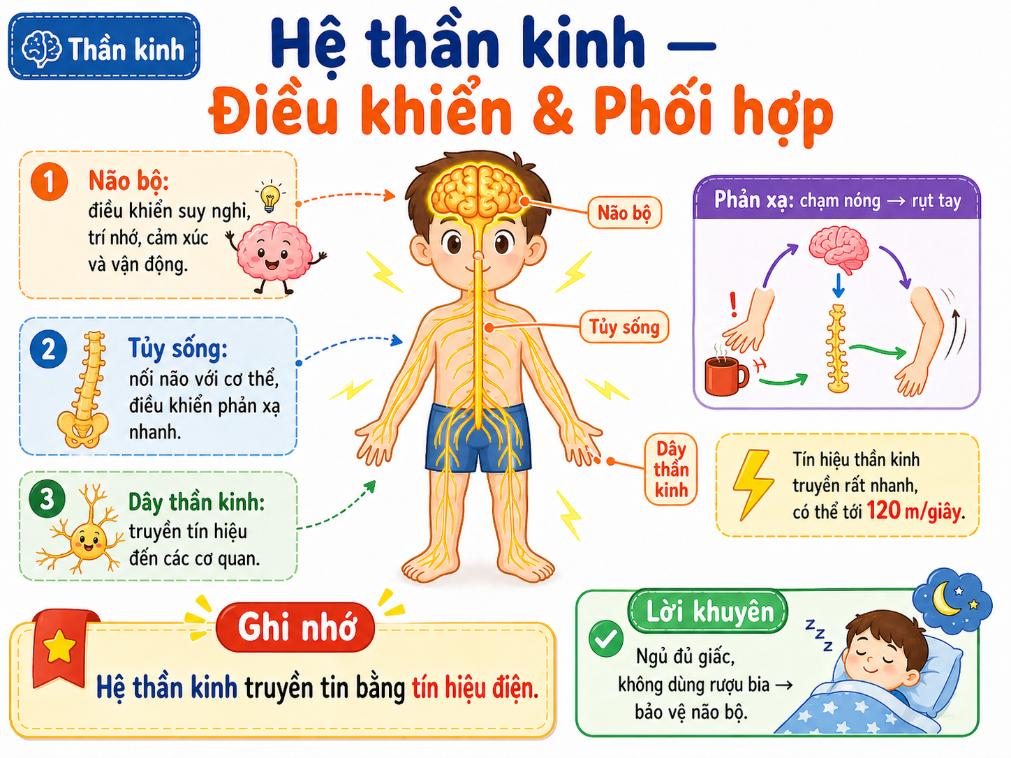 Hình minh họa Hệ thần kinh — Điều khiển & Phối hợp