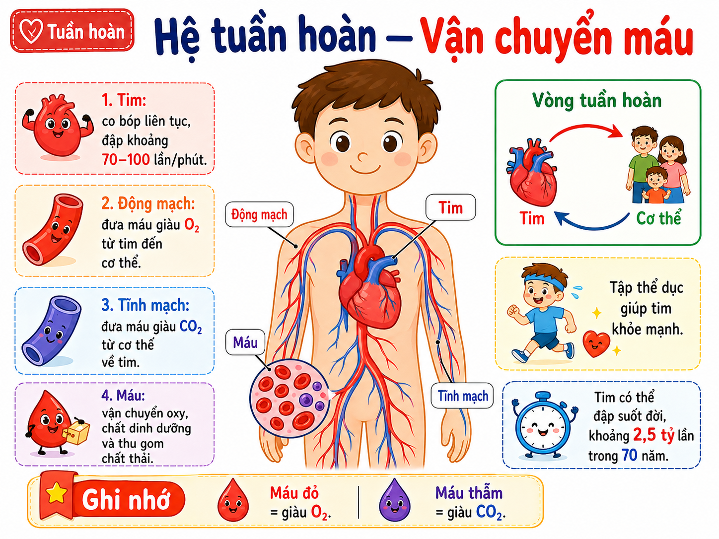 Hình minh họa Hệ tuần hoàn — Vận chuyển máu