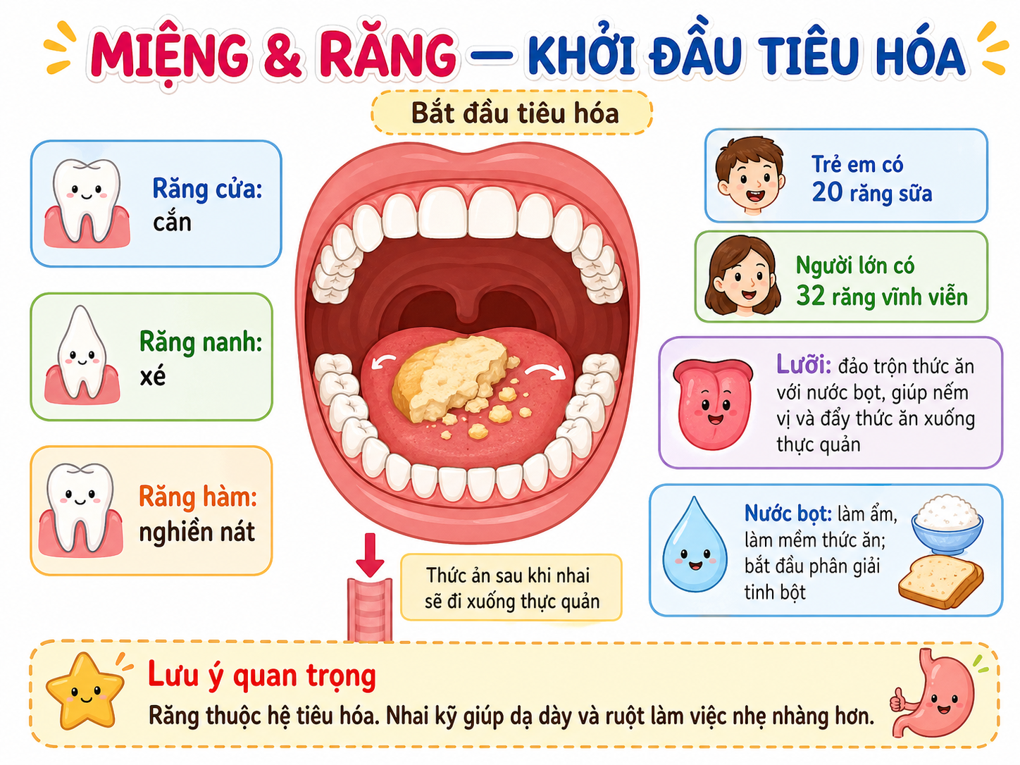 Hình minh họa Miệng & Răng — Khởi đầu tiêu hóa