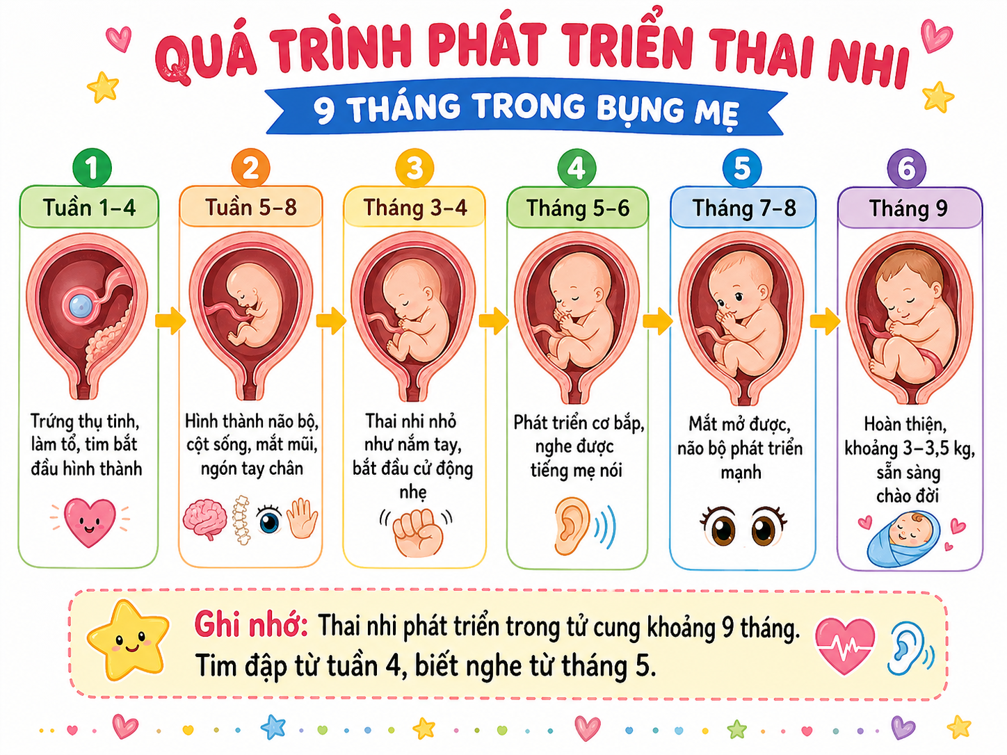 Hình minh họa Quá trình phát triển thai nhi — 9 tháng trong bụng mẹ