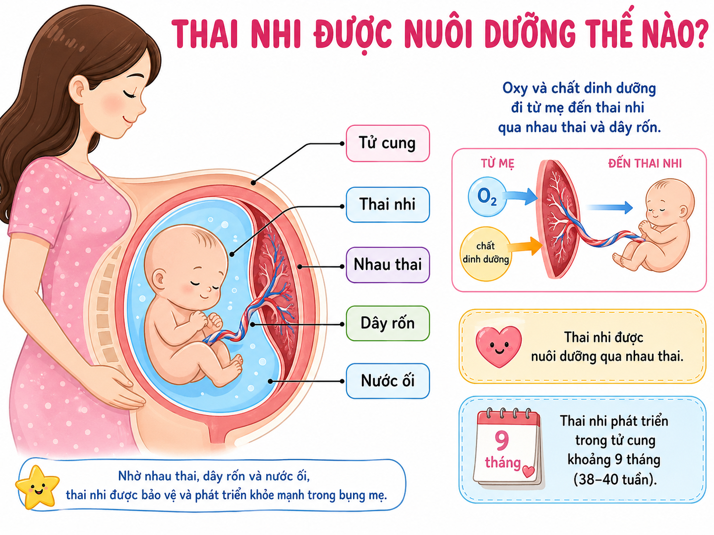 Hình minh họa Thai nhi được nuôi dưỡng thế nào?