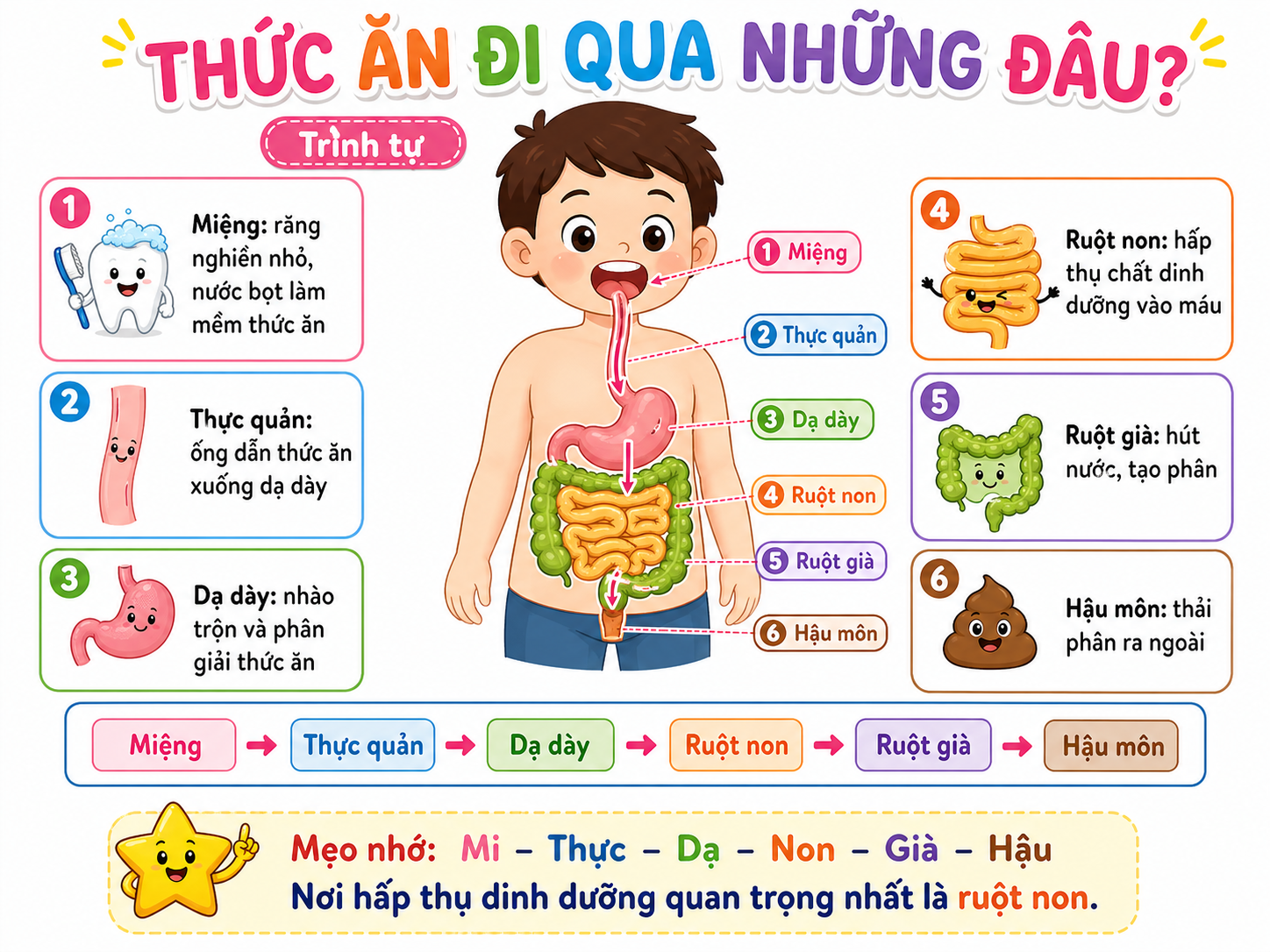 Hình minh họa đường đi của thức ăn