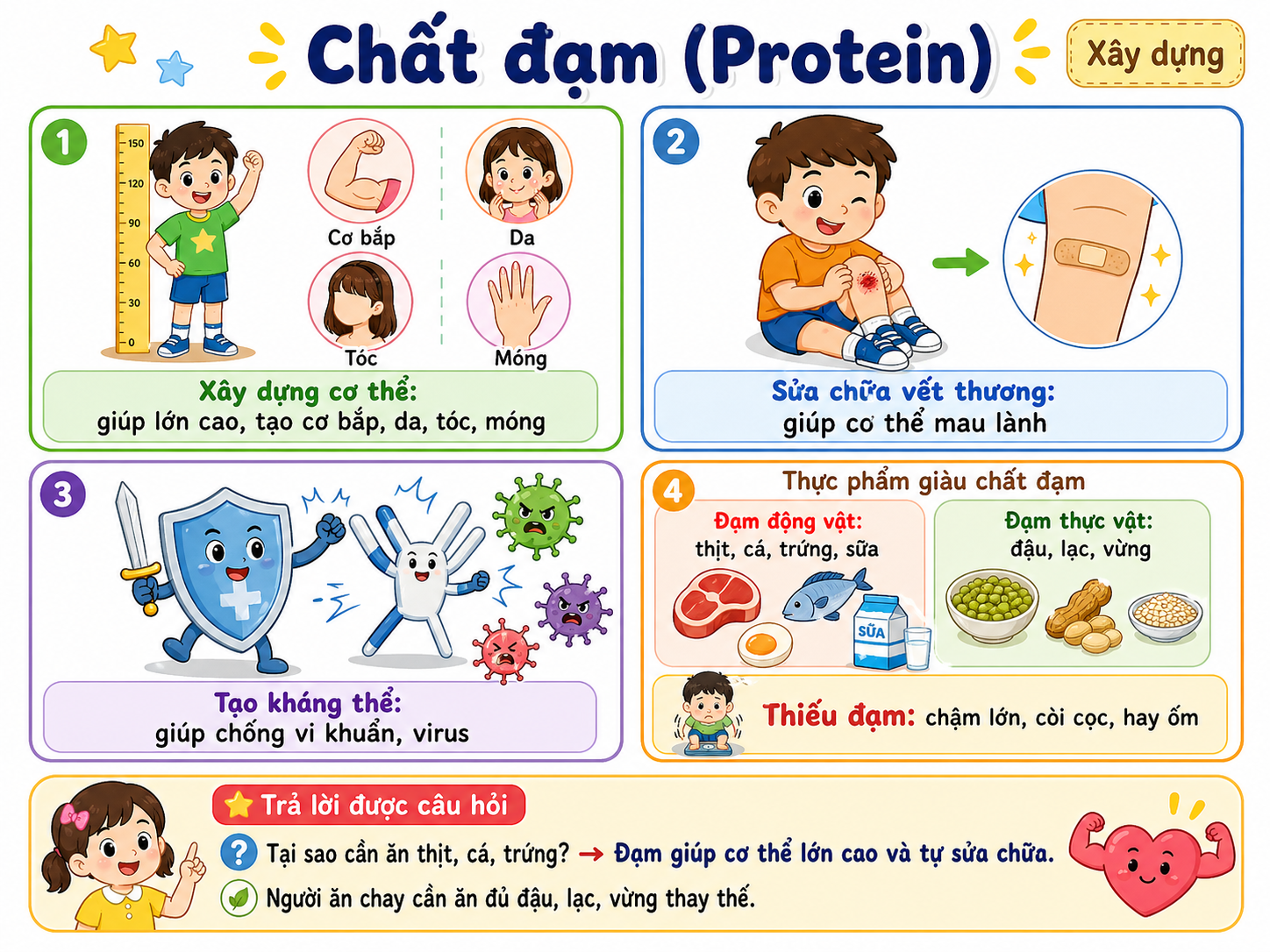Hình minh họa Chất đạm (Protein)