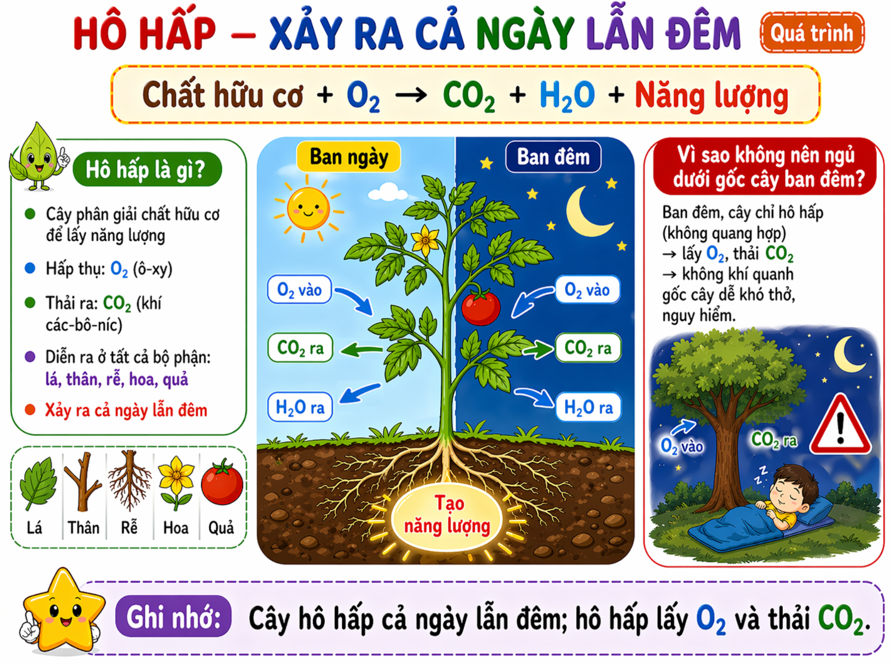 Hô hấp ngày đêm