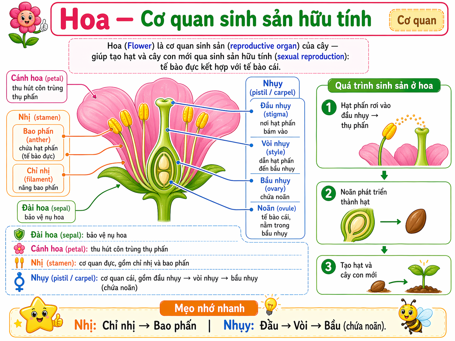 Hoa