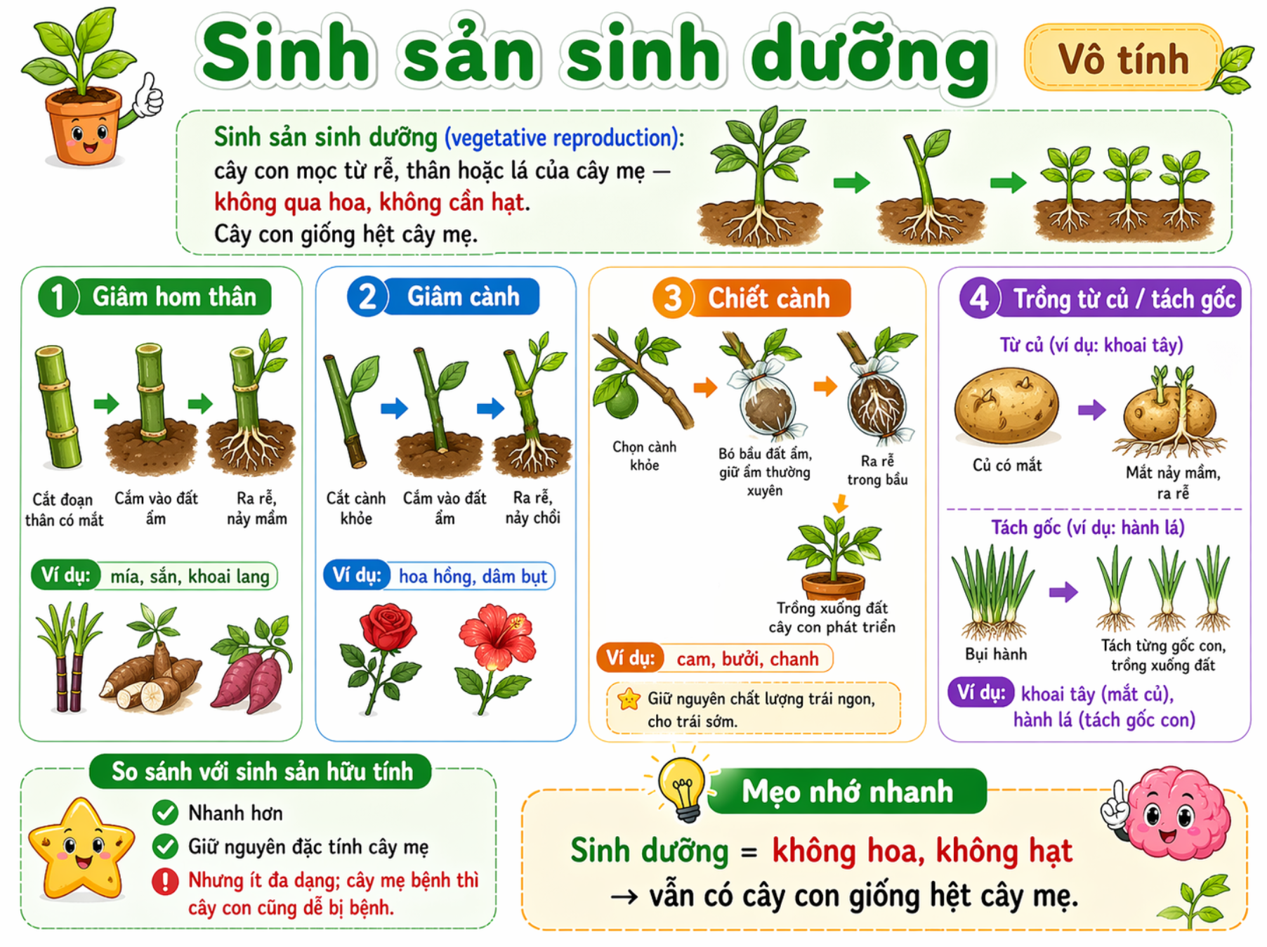 Sinh sản sinh dưỡng