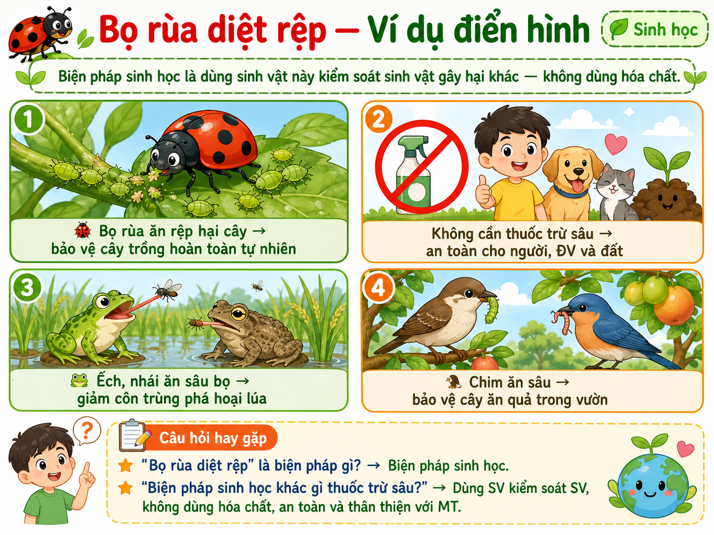 Hình ảnh minh họa bọ rùa diệt rệp