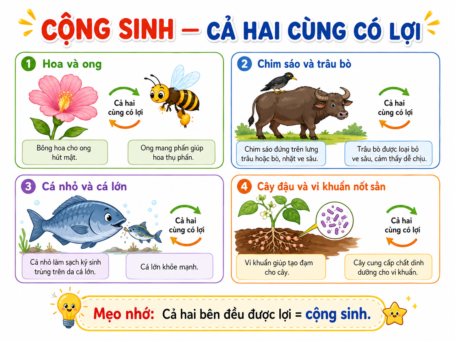Hình ảnh minh họa cộng sinh
