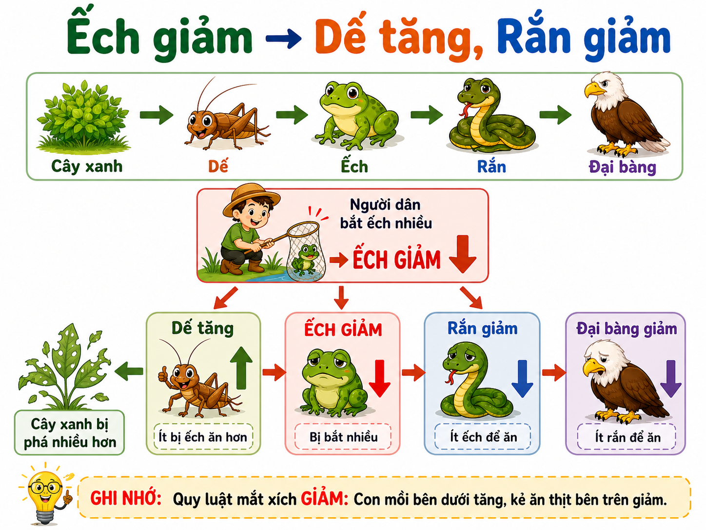 Hình ảnh minh họa ếch giảm