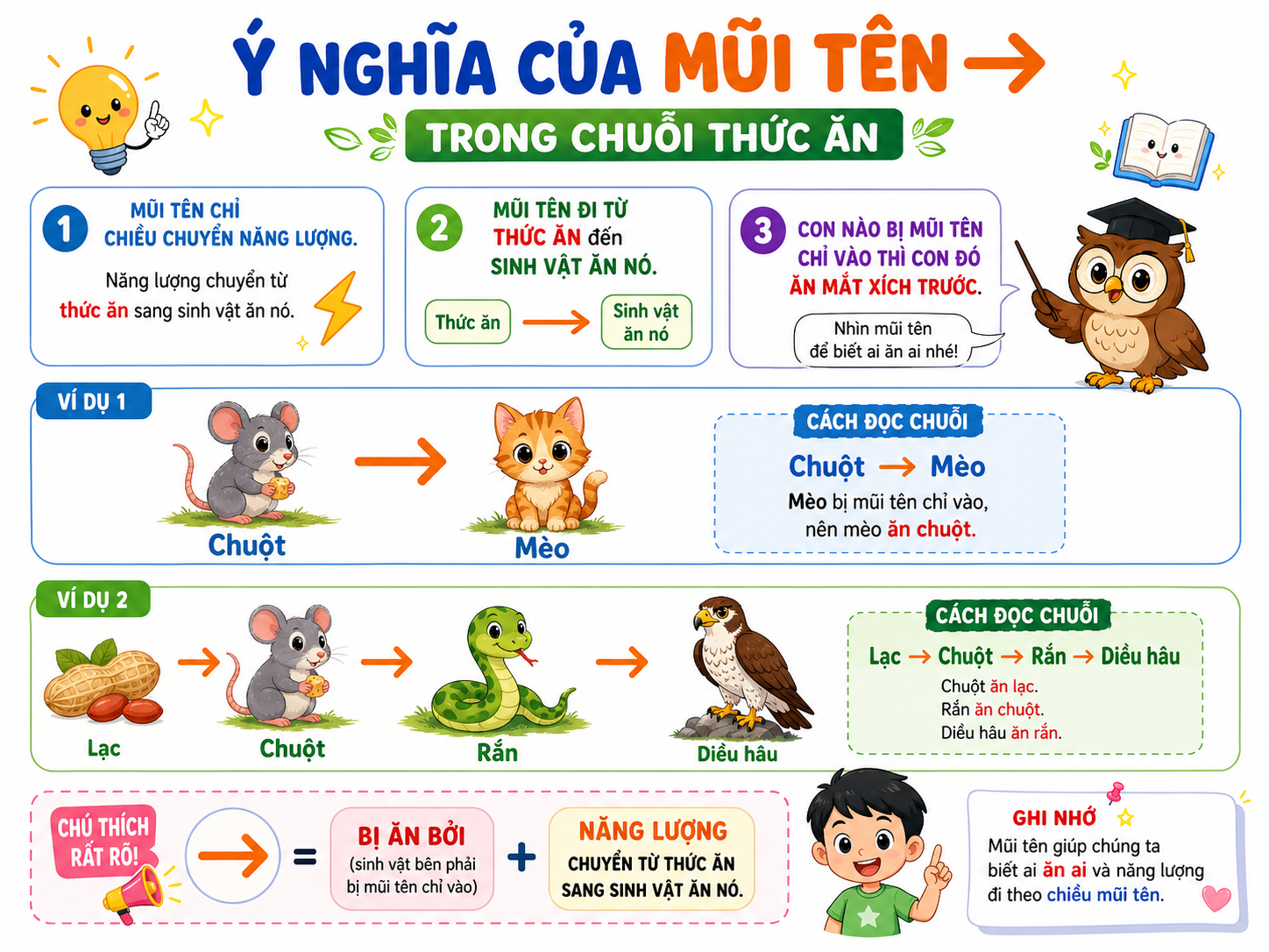 Hình ảnh minh họa ý nghĩa của mũi tên trong chuỗi thức ăn