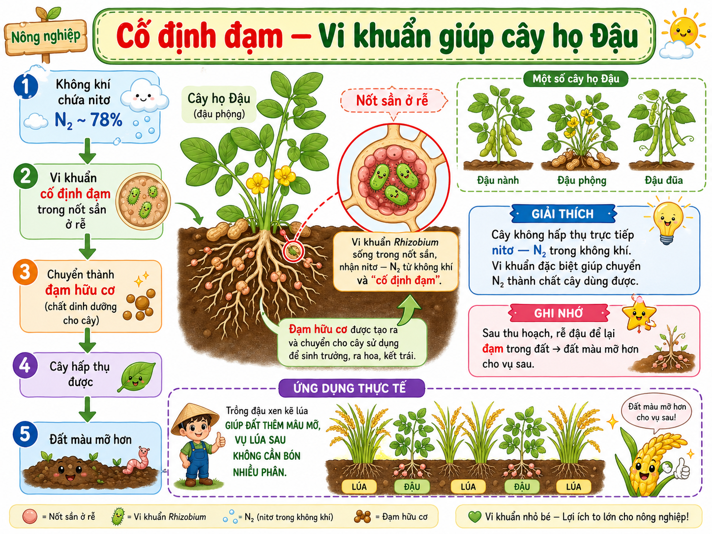 Cố định đạm