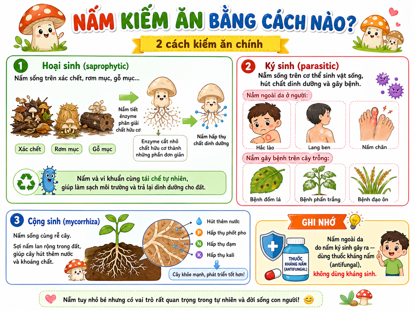 Nấm kiếm ăn bằng cách nào
