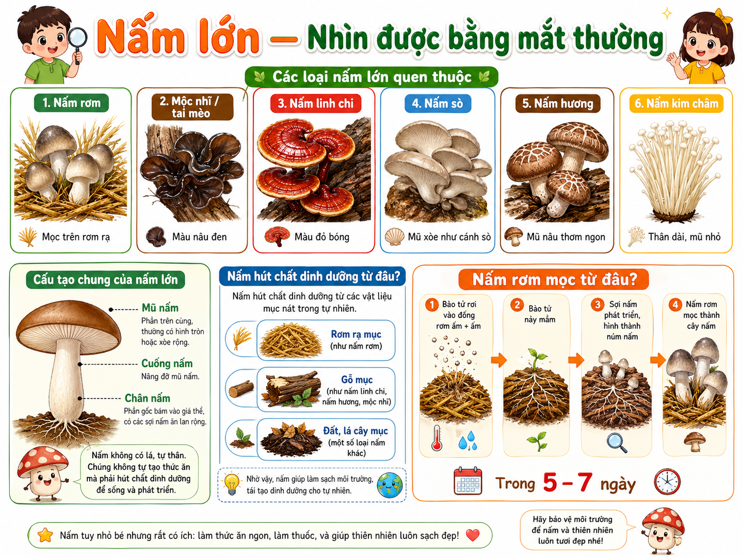 Nấm lớn