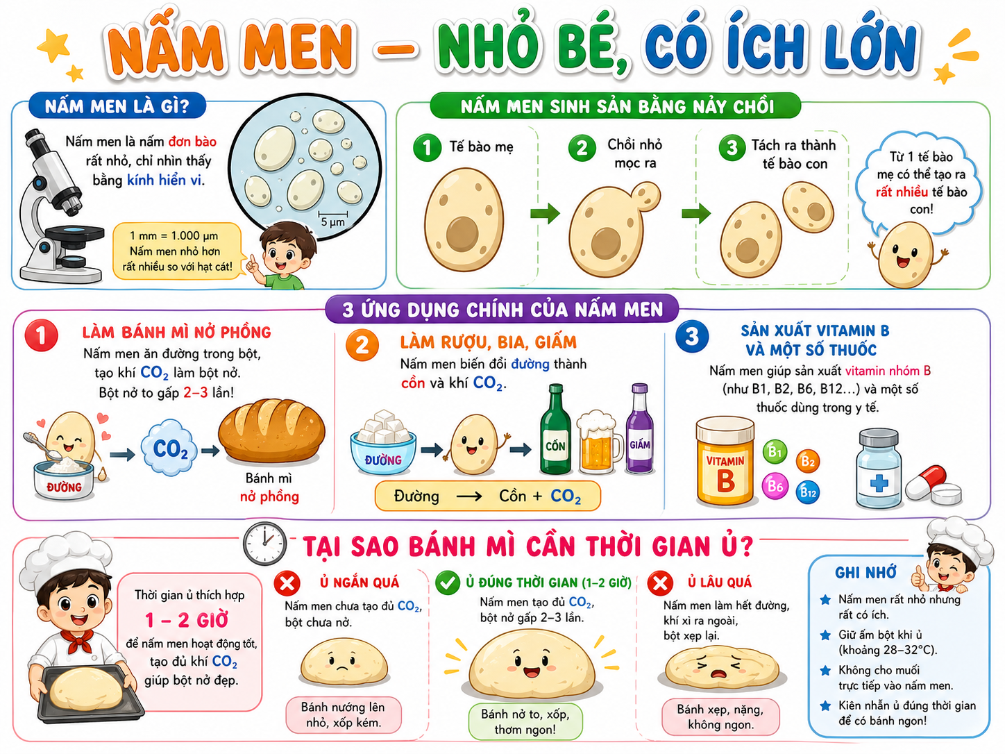 Nấm men