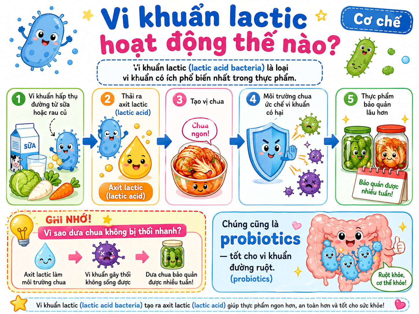 Vi khuẩn lactic hoạt động như thế nào